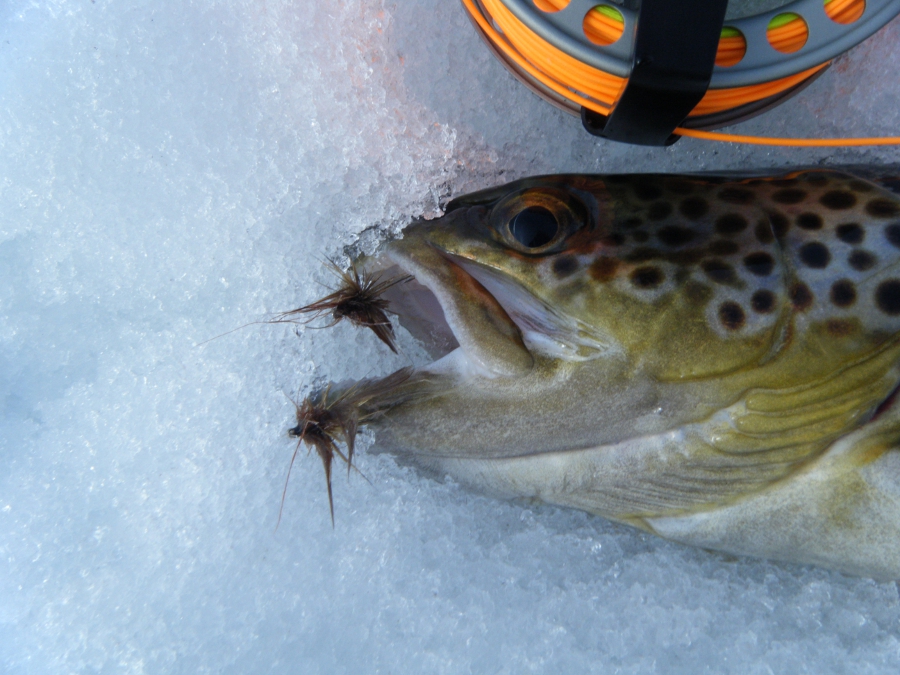 Trout Knotless Tapered Leaders