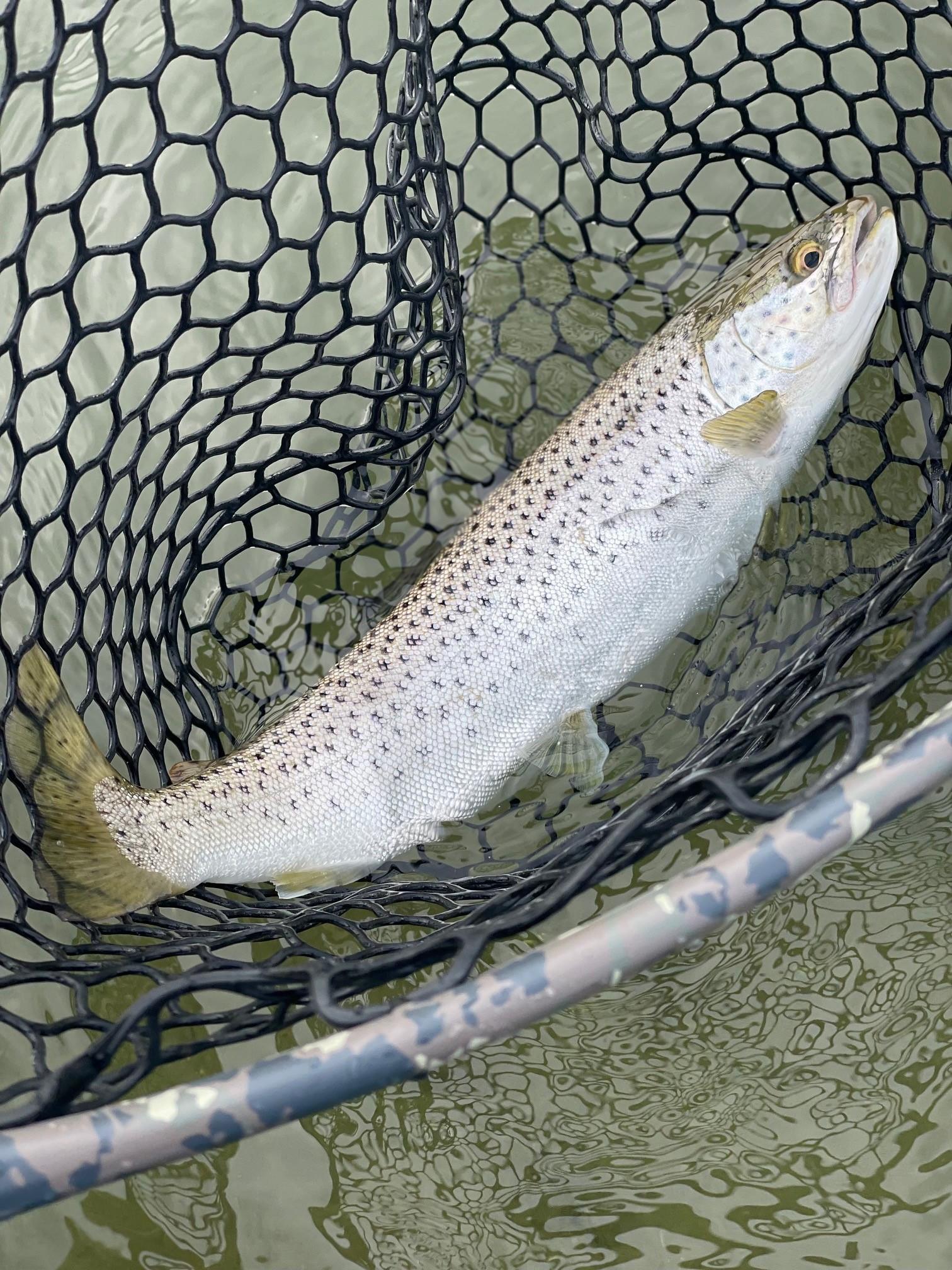 www.edgeflyfishing.com